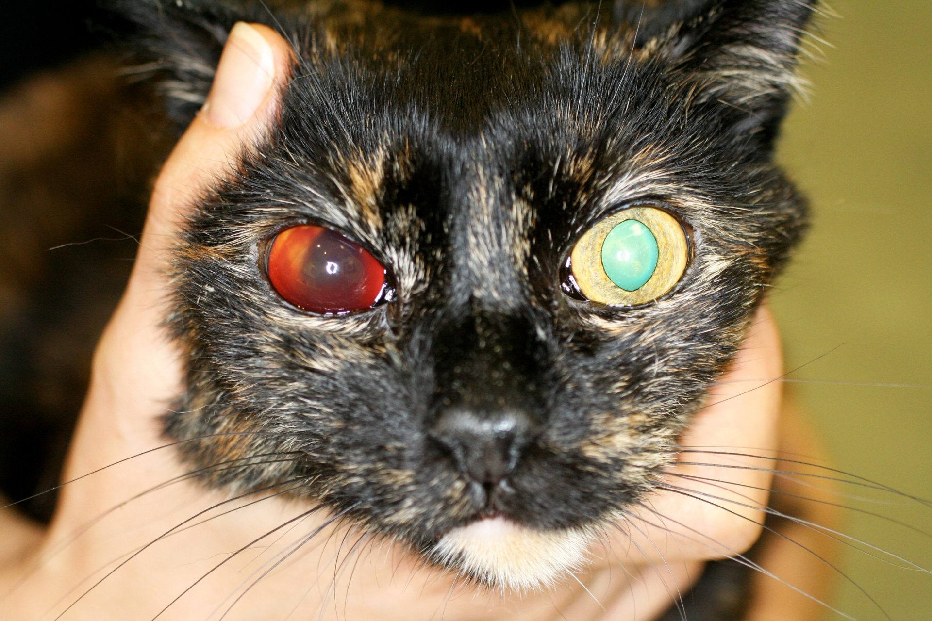 ANA SORUNLAR Hipertansiyon (Kan Basıncı Yüksekliği) Kediler Kedi